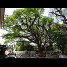 Ein mächtiger Regenbaum vor unserem Hotel